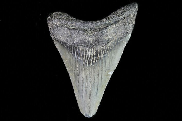Juvenile Megalodon Tooth - Georgia #75343